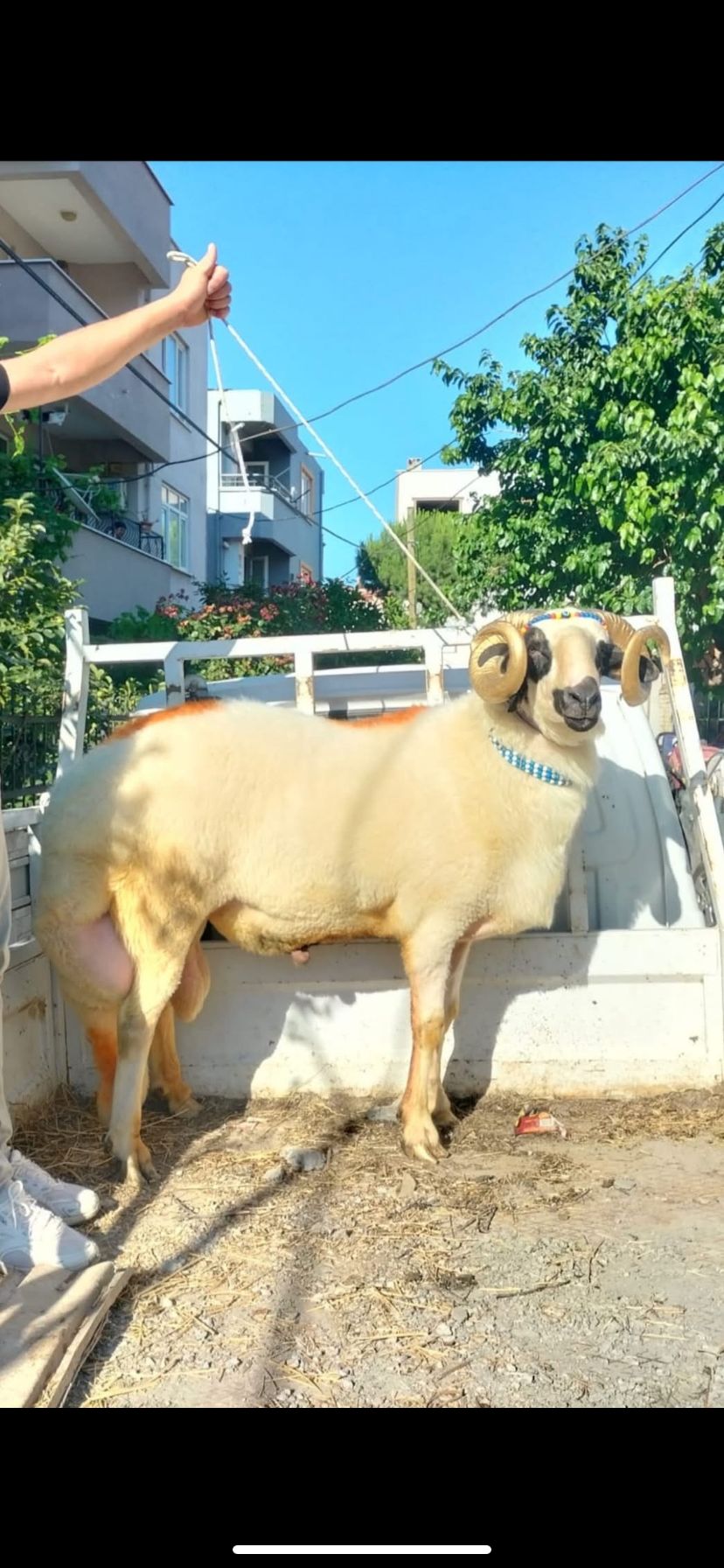 Sezer Adak Fotoğraf - 19